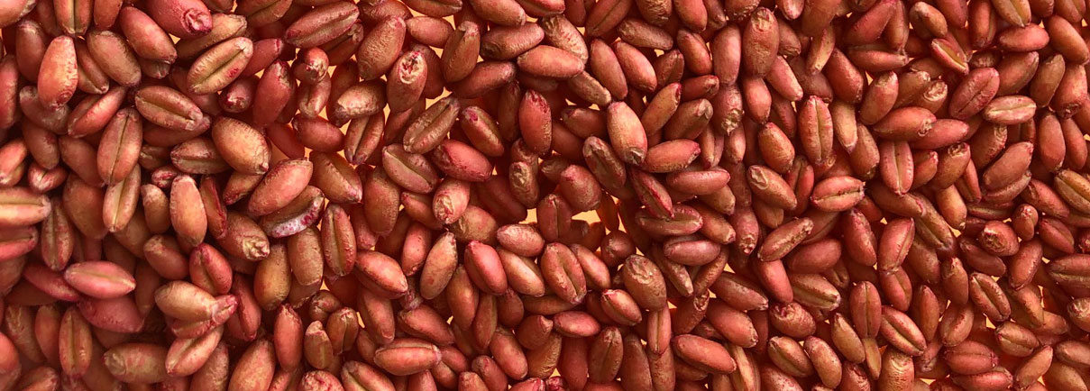 New Varieties Season 25-26