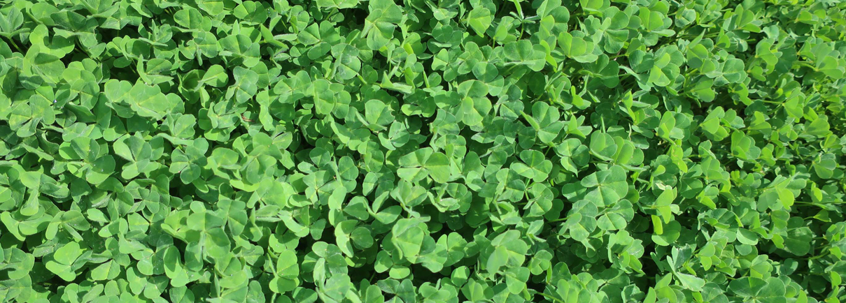 Supplier Seed and Grain